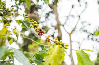 The Blissful Orchard - Keaau - 6