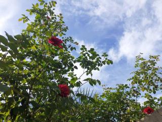 Albi centre ville -piscine view our profile please - 7