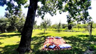 Old oak under the Mountain. - Gabala - 6