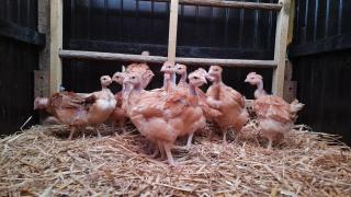 Celon Nous - La Porcherie - 3