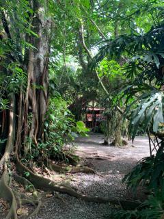 Brigitte's Ranch - Cahuita - 0