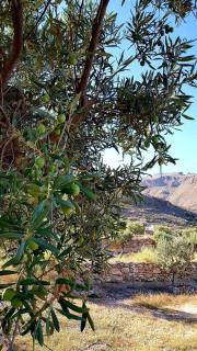Níjar has been described as one of the most picturesque towns in the whole of Spain. A visit to Níjar guarantees the traveller a flavour of the ‘real’ Andalusia without the need to overspend on the trip. - Níjar - 4