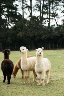 The Maple Lodge with Alpacas, Goats, Boars, Ducks & Chickens Farm Stay with Outdoor Pizza Oven - Robertson - 1