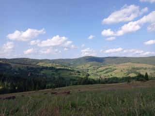 Незабудка - 2