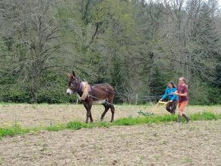 Gîte à la Ferme qui prend racines - Viscomtat - 3