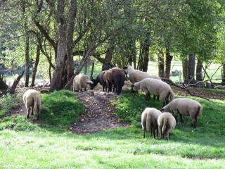 Gîte à la Ferme qui prend racines - Viscomtat - 1