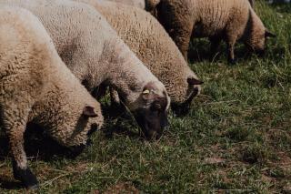 BodenSEE Apartment Neukirch Goppertsweiler HASE - 6