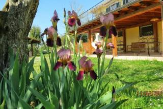 Poggio in fiore - Poggio Catino - 4