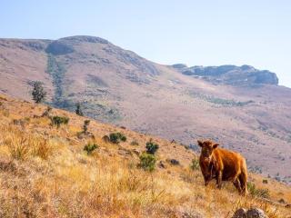 Mount Lake Cabins - Harrismith - 2