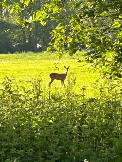 NIEUW Eco design bosvilla met sauna en xl tuin - 5