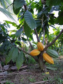 Bewak CR - Tortuguero - 7