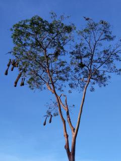 Bewak CR - Tortuguero - 8