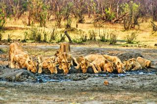 Room in Villa - Zambezi Family Lodge - Elephant Room - Victoria Falls - 2