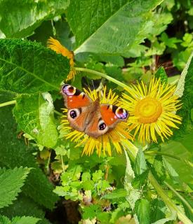 Oase in Mitten der Stadt - 9