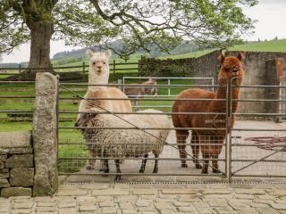 Bay Horse Farm - Skipton - 9