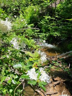 Hidden Falls Retreat - Oakhurst - 2