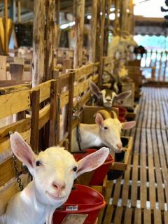 กระบองแพะ - 8