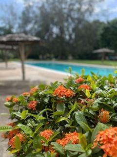 Kingston tropical retreat - 8