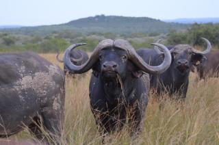 Bushwa Private Game Lodge - Vaalwater - 0