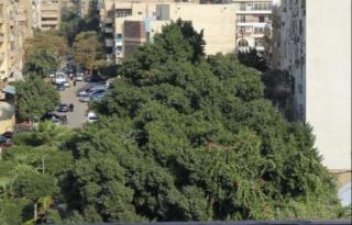 Cairo international Scout House - 4