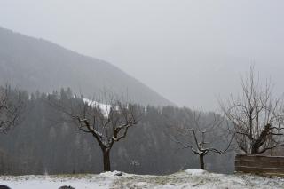 Martlerhof Urlaub auf dem Bauernhof - 3