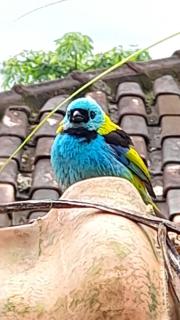 Chalé Bonito Pousada em Paraty - Acomodações Privativas e Completas - Natureza - Wi-fi - TV - Garagem - 9