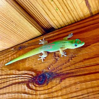 La Chrysalide du Bassin - DODOTERLA - 1