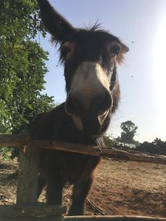 La casa della Salvia con Piscina condivisa in campagna vicino al mare - Canestanco 18 - Santa Croce Camerina - 1
