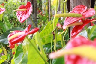 La Kaz Fleur Vanille - 6