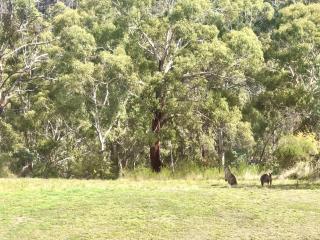 The Views Cottage - Daylesford - 6