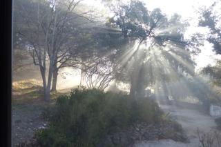 Les Chenes Sessiles - Collobrières - 1