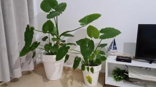 Nazari Orikum with veranda 4 guests - 2