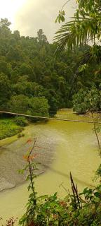 Green Lodge Tangkahan - 6