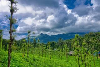 Ende Wayanad Resort - Koroth - 0