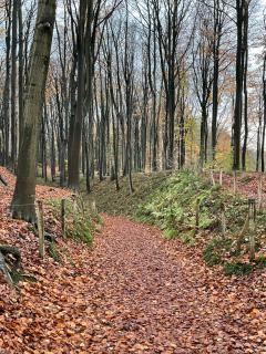 La Canopée des Arbres, Anna - 1