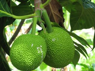 Tamarind Great House - 2