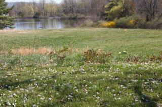 Private Lakeview Cottage and 2 Farmhouse Apartments near Rt 80 easy to NYC - 7