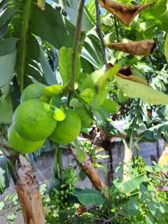 MAISON DE VACANCES KAZ A LOLO - 8