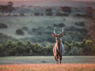 Umbono Private Game Lodge - Alexandria - 3