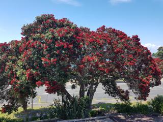 Whangaparaoa Lodge - Whangaparaoa - 1