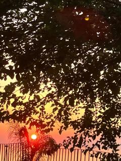 Giardino Di Sicilia - 2