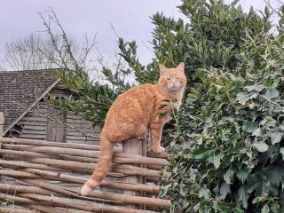 Au p'tit jardin - Saint-Sylvestre-de-Cormeilles - 2