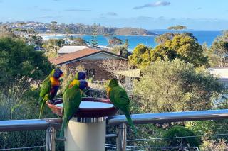 Large luxury house with stunning beach views - Mollymook - 5