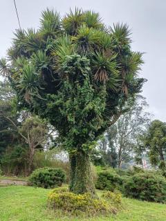 Natures Retreat Hotels and Resorts - Ooty - 8