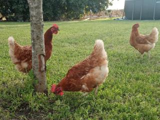 Sobreirinha - Coruche - 6