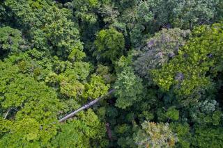 El Remanso Rainforest Lodge - Puerto Jiménez - 5