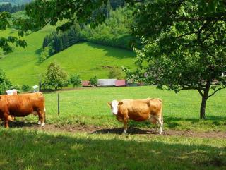 Ziegelhof - Schuttertal - 5