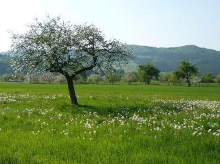 Ziegelhof - Schuttertal - 3