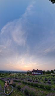 Lavanda Carasova - 8