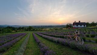 Lavanda Carasova - Caraşova - 7
